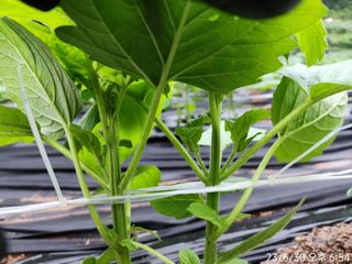 정병무님의 참깨 · 자유게시판 작성글 사진