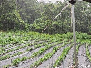 정병무님의 참깨 · 자유게시판 작성글 사진