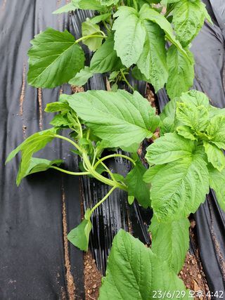 정병무님의 참깨 · 자유게시판 작성글 사진