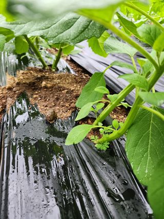 정병무님의 참깨 · 자유게시판 작성글 사진
