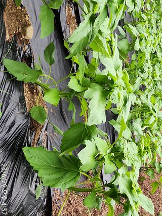 정병무님의 참깨 · 자유게시판 작성글 사진