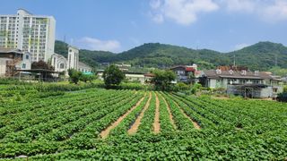 신안광열님의 고구마 · 자유게시판 작성글 사진