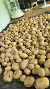 팜모닝 감자·자유게시판 게시글 이미지