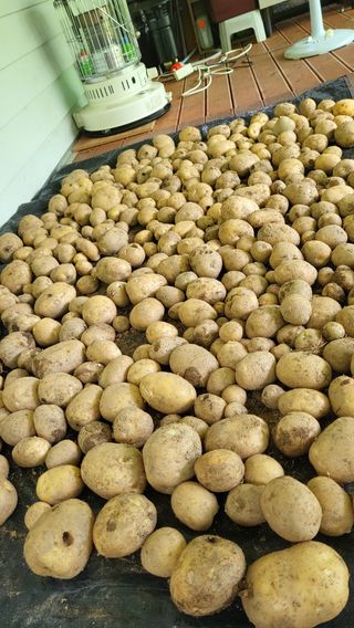 ♡5도2촌pys♡님의 감자 · 자유게시판 작성글 사진