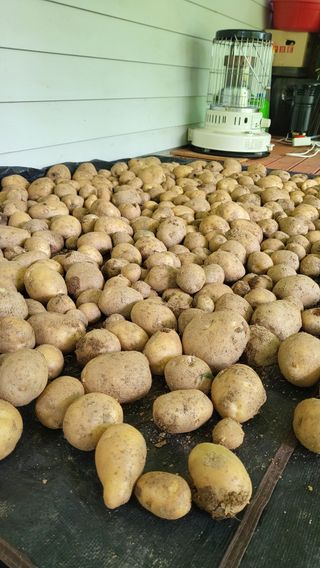 ♡5도2촌pys♡님의 감자 · 자유게시판 작성글 사진