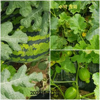 김수연님의 기타작물 · 병해충상담 작성글 사진