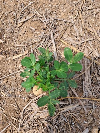 고종길님의 콩 · 자유게시판 작성글 사진