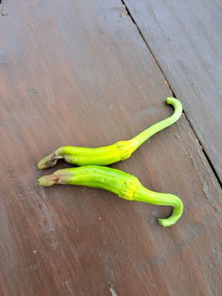 물찬제비님의 고추 · 병해충상담 작성글 사진