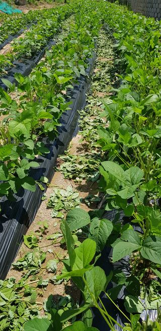 최대영님의 감자 · 자유게시판 작성글 사진