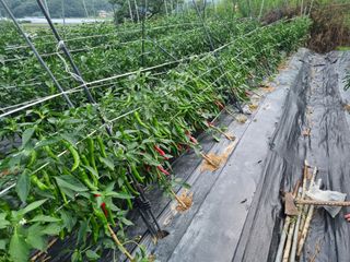 고추일등품종칼라병에님의 고추 · 지주설치•유인•성장 작성글 사진