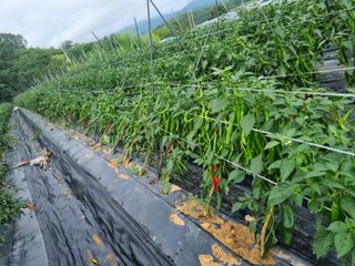 고추일등품종칼라병에님의 고추 · 지주설치•유인•성장 작성글 사진