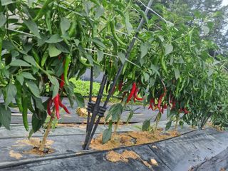 고추일등품종칼라병에님의 고추 · 지주설치•유인•성장 작성글 사진