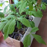 팜모닝 기타작물·병해충상담 게시글 이미지