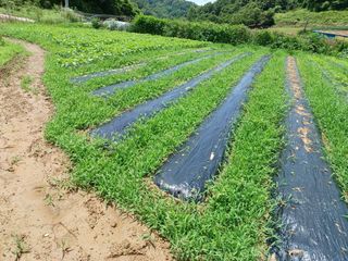 오영도님의 참깨 · 자유게시판 작성글 사진