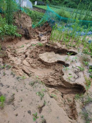 초보농부님의 감자 · 자유게시판 작성글 사진
