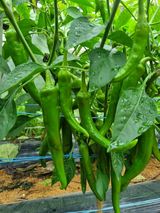 팜모닝 고추·일상 게시글 이미지