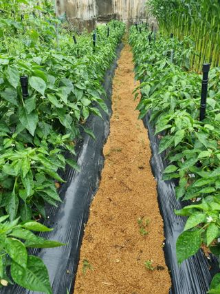 맹철영님의 고추 · 일상 작성글 사진