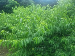 솜송이님의 복숭아 · 자유게시판 작성글 사진