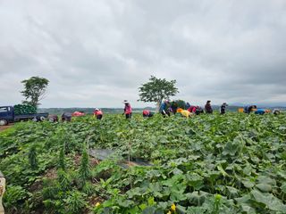 양파10912님의 호박 · 자유게시판 작성글 사진