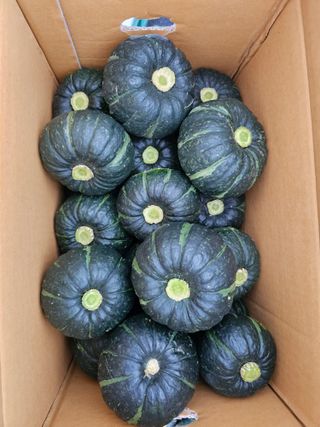 양파10912님의 호박 · 자유게시판 작성글 사진