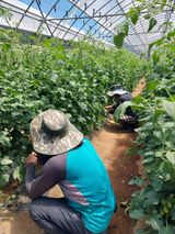 팜모닝 두릅·영농일지 게시글 이미지