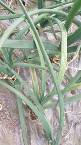 팜모닝 양파·병해충상담 게시글 이미지