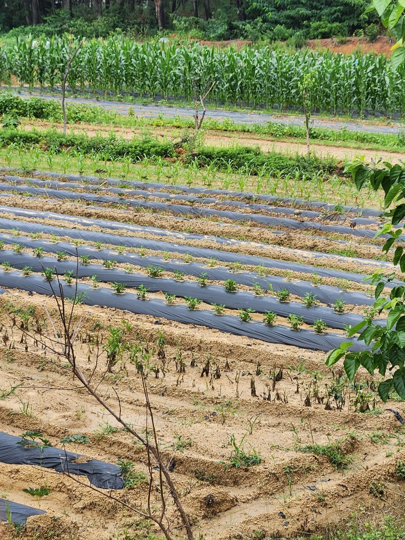장터 상품 [옥수수 ] 썸네일