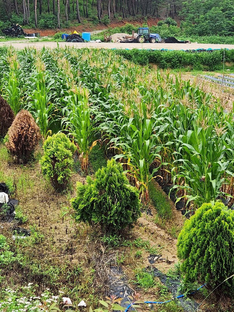 장지영님의 장터 판매 상품 [옥수수 ] 첨부 사진