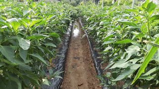 아리랑님의 고추 · 제초 작성글 사진