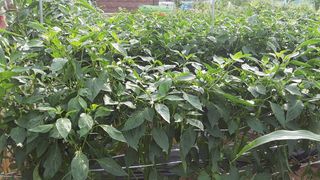 아리랑님의 고추 · 제초 작성글 사진