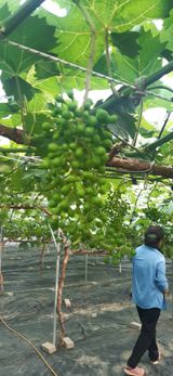 팜모닝 장마 대비 어떻게 하셨나요?·참여 게시글 이미지