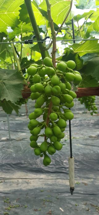 윤세열님의 장마 대비 어떻게 하셨나요? · 참여 작성글 사진