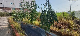 후니훈님의 토마토 · 병해충상담 작성글 사진