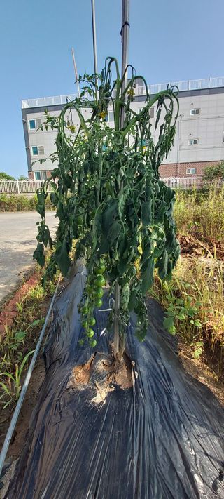 후니훈님의 토마토 · 병해충상담 작성글 사진