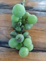 팜모닝 포도·병해충상담 게시글 이미지