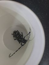 팜모닝 복숭아·병해충상담 게시글 이미지