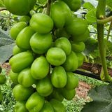 팜모닝 장마 대비 어떻게 하셨나요?·참여 게시글 이미지