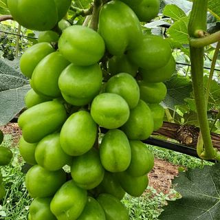 이영우님의 장마 대비 어떻게 하셨나요? · 참여 작성글 사진