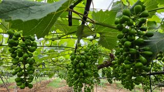 이영우님의 장마 대비 어떻게 하셨나요? · 참여 작성글 사진