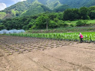 장광열님의 들깨 · 자유게시판 작성글 사진
