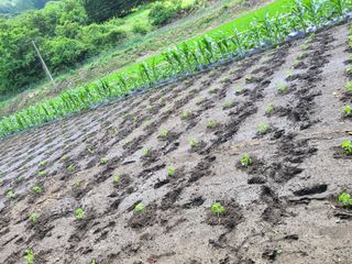 장광열님의 들깨 · 자유게시판 작성글 사진