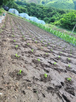 장광열님의 들깨 · 자유게시판 작성글 사진