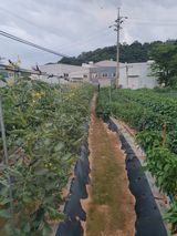 팜모닝 자유주제·자유게시판 게시글 이미지