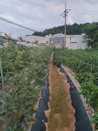 주옥님의 자유주제 · 자유게시판 작성글 사진