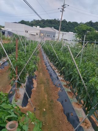 주옥님의 자유주제 · 자유게시판 작성글 사진