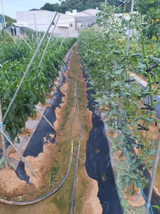 주옥님의 자유주제 · 자유게시판 작성글 사진