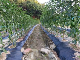 오영도님의 고추 · 일상 작성글 사진
