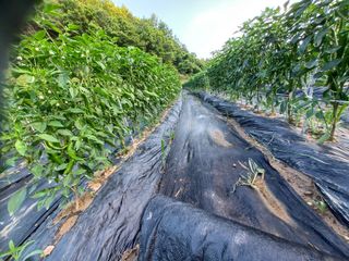 오영도님의 고추 · 일상 작성글 사진