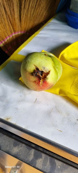 윤섭님의 복숭아 · 병해충상담 작성글 사진