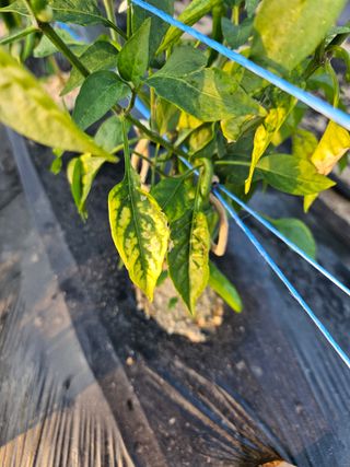 노을빛사랑님의 고추 · 병해충상담 작성글 사진